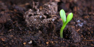 Small green plant sprouting dirt - free spring wallpaper for desktop