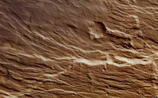 Close up wall bird side - free textures wallpaper