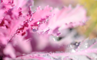 Pink flower water droplets macro 5 - benoit b. mandelbrot free wallpaper for desktop