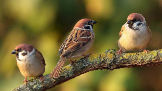 Three birds perched branch mossy - the background and a blurry background of trees free wallpaper