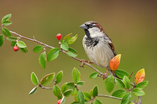 Bird sitting branch leaves berries - dionisiu free wallpaper