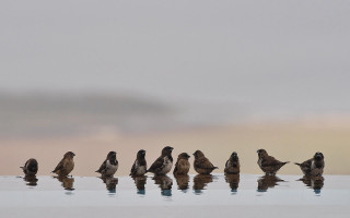 Birds standing water cloudy day - alison watt free wallpaper