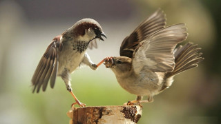 Birds fighting wood beaks open 2 - their beak free wallpaper
