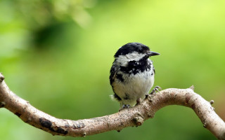 Small bird perched branch forest 2 - assemblage free wallpaper