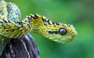 Green snake yellow black striped - hyperrealistic free wallpaper