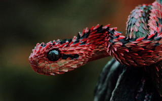 Red black snake head turned - snake free wallpaper