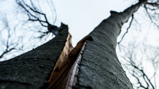 Tall tree bare branches clear 2 - depth of field free wallpaper