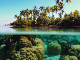 Tropical island palm trees coral - a tropical island free wallpaper