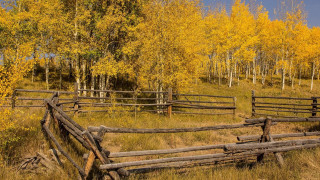 Wooden fence field trees yellow - yellow leaf free wallpaper