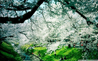 People walking path river tree - green grass free wallpaper