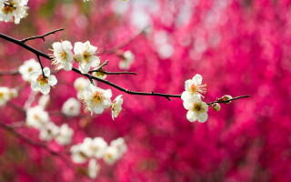 Branch white flowers pink leaves - chang daichien free wallpaper