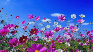 Field of flowers blue sky 7 - a field of flowers free wallpaper for desktop