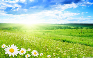 Daisies field sun blue sky - daisy free wallpaper