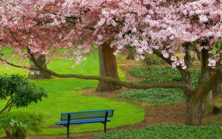 Blue bench pink flowers tree - green grass and trees free wallpaper