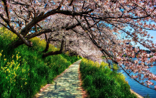 Flowered path with water and - free spring wallpaper