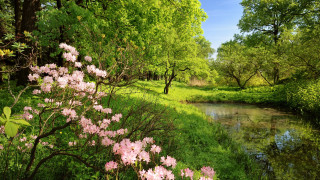River lush forest flowers trees 2 - free spring wallpaper