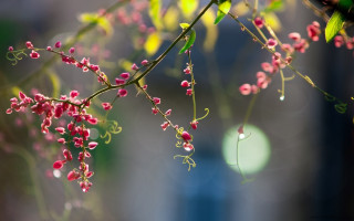 Pink branch green leaves bokeh - a blurry background of a building free wallpaper