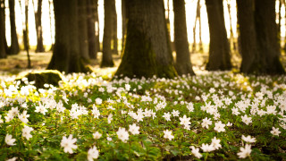 White flowers forest trees grass - a forest of trees and grass free wallpaper