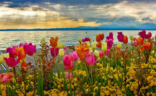 Flowers water cloudy sky background - a sky free wallpaper
