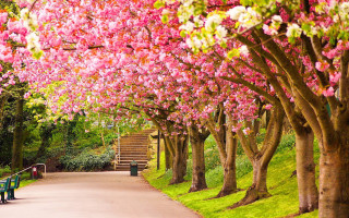 Park bench trees pink flowers 2 - florence engelbach free wallpaper