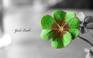 Four leaf clover good luck - good free wallpaper