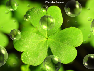Four leaf clover water droplets - claire dalby free wallpaper