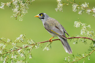 Bird perched branch white flowers 4 - white flower free wallpaper