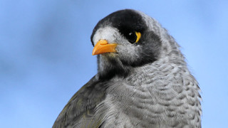 Bird yellow beak black feathers - a yellow beak free wallpaper