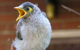 Black head yellow beak long - a yellow beak free wallpaper