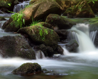 Stream water rocks forest green - a forest area free wallpaper