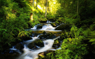 Lush stream forest trees rocks 2 - nature free wallpaper