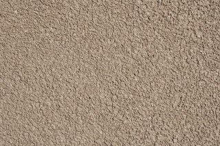 Tan wall black white cat - neutral free wallpaper