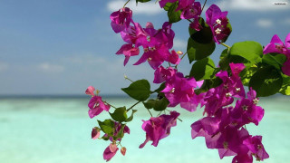 Purple flowers tree branch water - summer vibrancy free wallpaper