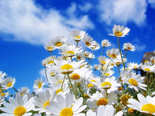 Daisies field blue sky clouds 4 - a field of daisies free wallpaper