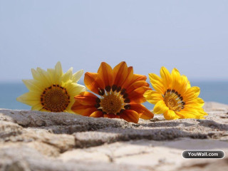 Sunflowers beach sand dune ocean - ahmed yacoubi free wallpaper for desktop