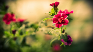Camellia hibiscus rose bokeh macro - cindy wright free wallpaper