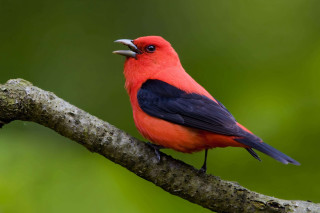 Red black bird beak branch - a green background and a blurry background free wallpaper