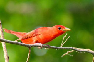 Red bird perched branch green 3 - a branch in a tree free wallpaper