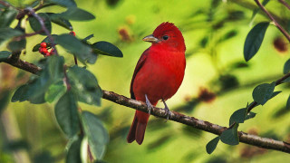 Red bird branch leaves berries - leaf and berries free wallpaper