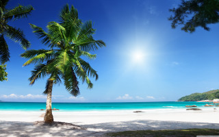 Palm tree beach sun clouds 5 - a palm tree free wallpaper for desktop