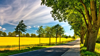 Road fence trees field blue - a field in the background free wallpaper