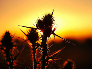 Plant sunset yellow sky clouds - alexander johnston free wallpaper
