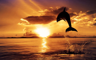 Dolphin jumping sunset ocean boat 2 - a boat in the background free wallpaper