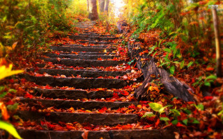 Steps woods fall colors leaves - ada hill walker free wallpaper