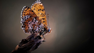 Butterfly leaf branch sunlight daytime - top of a leaf free wallpaper