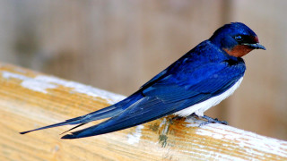 Blue bird wooden bench snow - male free wallpaper
