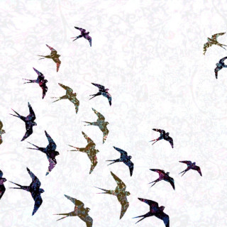 Flock of birds flying sky - the sky together free wallpaper