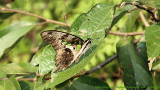 Butterfly leaf tree branch blurry - ding yunpeng free wallpaper