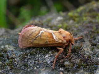 Moth rock moss background blurry - female free wallpaper