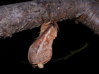 Moth hanging upside down tree - down free wallpaper